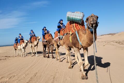 Essaouira 1-Hour Discovery Ride on a Camedary