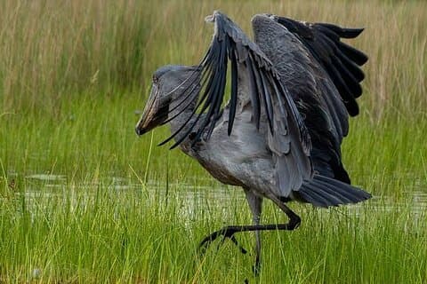 1 dagstur til Mabamba Swamp Shoebill fuglsporing