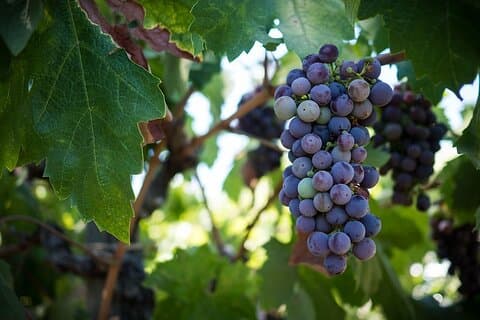 Tour privato del vino | Chateau Musar, gita di un giorno a Ixsir e Batroun
