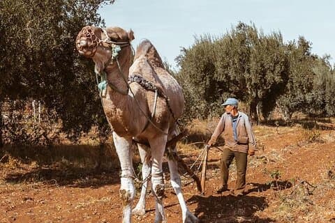 Privé wijngaarddag vanuit Marrakech Wijnproeverij en stadstour