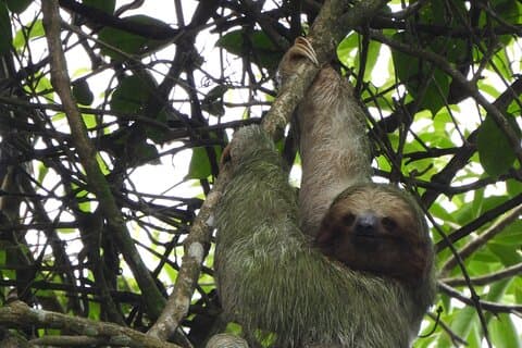Slothtur i regnskogen från Costa Rica