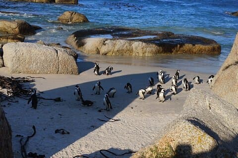 Cabo da Boa Esperança e Boulders Beach Penguins Tour