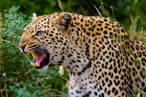 Yala National Park Privete Safari | From Hambantota Port