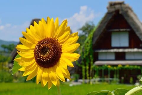 Shirakawago Gujo Hachiman & Hida Takayama Excursion d'une journée au départ de Nagoya