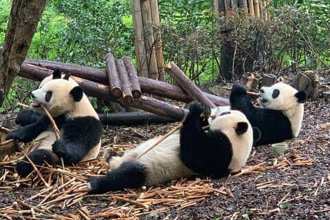 Chengdu Research Base of Giant Panda Breeding Billet forudbestilling