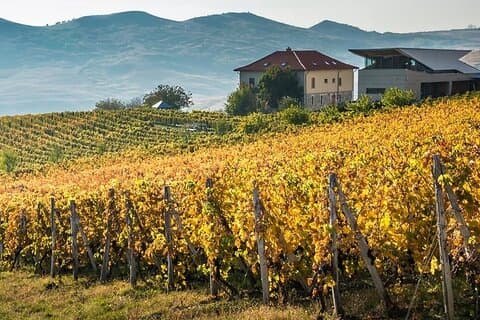 From Bucharest: Private Dealu Mare Wine Tasting Tour