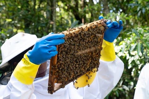 Den magiske verden af biavl – Bee Love Farm Experience