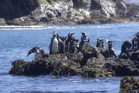 Full Day on Chiloé Island Visiting Penguins in Puñihuil