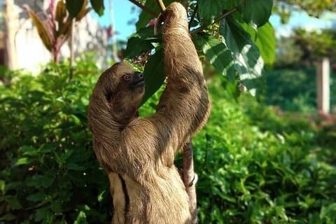 Manawakie Park Roatan mit Zipline und Strandpause