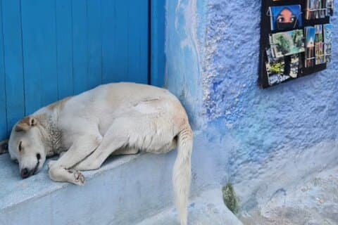 Hoteller i nærheden af The Blue Street Of Chefchaouen Experience & Adventure