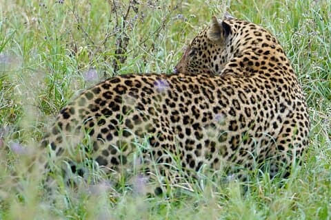 4 Days Private Tour Tarangire Crater and Serengeti