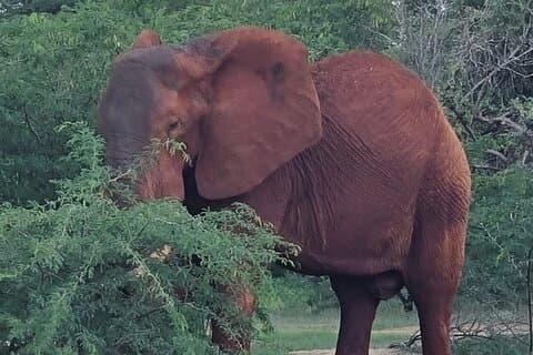 3 - Dagsafari till Tsavo East & West nationalparker.