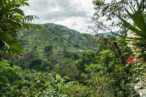 Blue Mountain Tour: una fuga di mezza giornata da Kingston