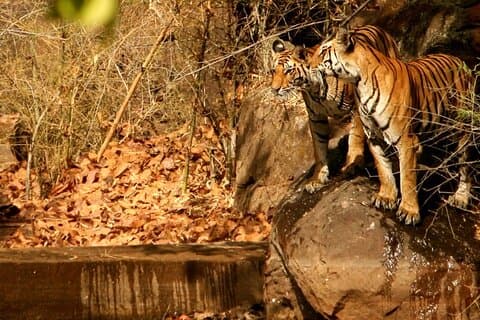 Excursão combinada de safári no Parque Nacional de Chitwan e Bardia