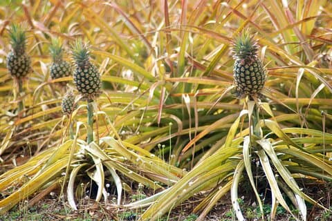 Privat rundtur Maui Pineapple Farm i Haliimaile