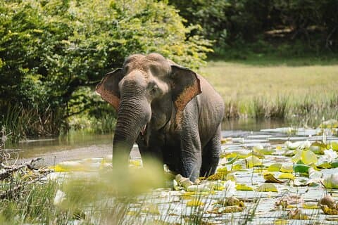 Morning Private Safari at Udawalawa National Park by La Safari inn Tours