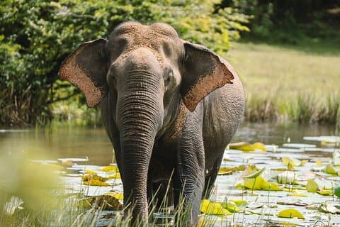 Evening Private Safari at Udawalawe National Park by Yala La Safari Tours