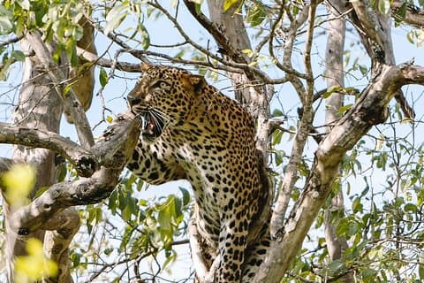 Soirée Safari privé au parc national de Yala par Yala La Safari Tours