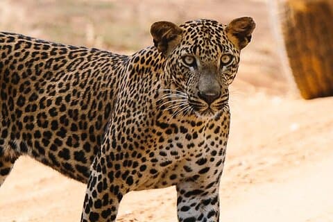 Hel dag privat safari på Yala National Park vid La Safari Inn Tours