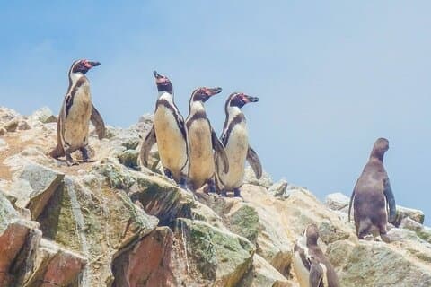 Da Lima: PARACAS, ICA e OASIS HUACACHINA, TUTTO COMPRESO