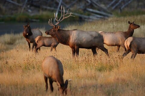 Privat tur Yellowstone CONIC-steder, dyreliv, venlige vandreture