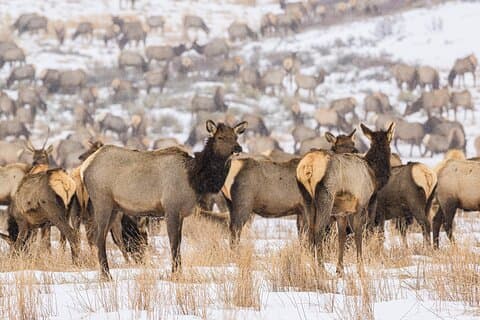Private Tour durch den Grand Teton Nationalpark