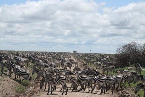 Privat 5-dagers nordlige Tanzania Finest Safari