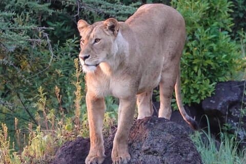 3 Day Tanzania Serengeti & Ngorongoro Crater Safari