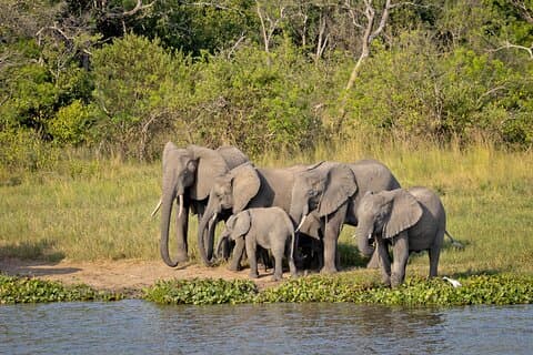 10 jours de safari sur la faune et les primates en Ouganda