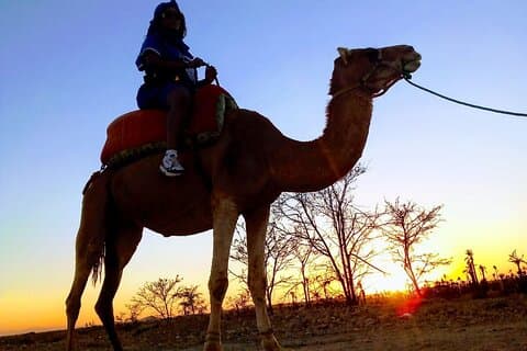 Sunset Camel Ride i Palm Grove i Marrakech