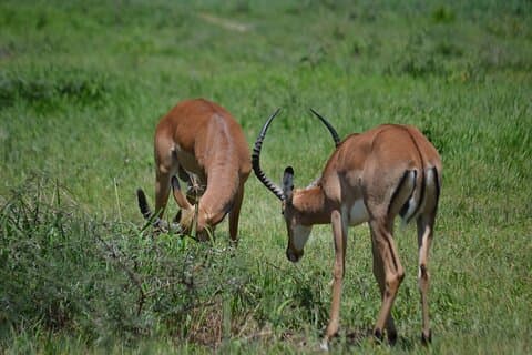 Arusha nach Tarangire : Eine Reise durch Kultur und Wildnis