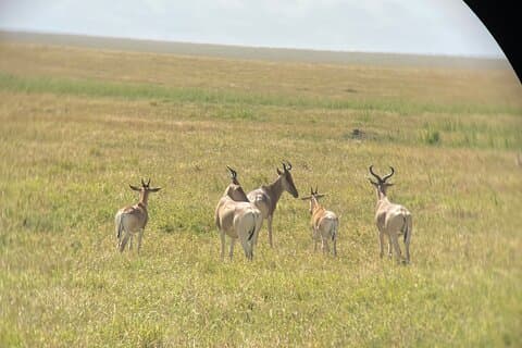 7 Days in the Wild - Serengeti’s Epic Wildebeest Migration Safari