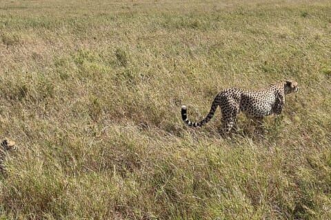 5-Tage-Zeugnis der größten Wanderung der Natur in der Serengeti
