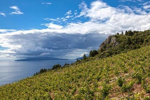 Wine tasting on Pelješac Peninsula