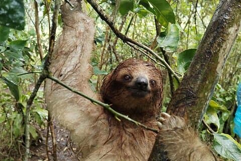 Sloth Bear observasjon og natur tur i Llanos de Cortes