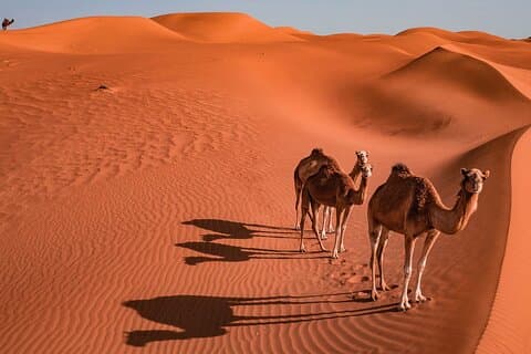 2 Days and 1 Night Private Wahiba Sands Desert with Wadi