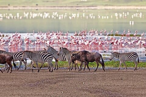 3 Tage Tansania Safari auf Manyara Ngorongoro und Tarangire