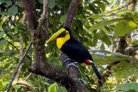 Excursión de un día al Bosque Nuboso Mindo desde Quito – Observación de aves y aventura