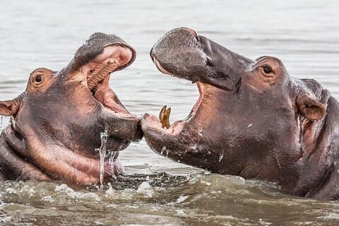 Halbtägige Nilpferd- und Krokodilsafari nach Isimangaliso ab Durban