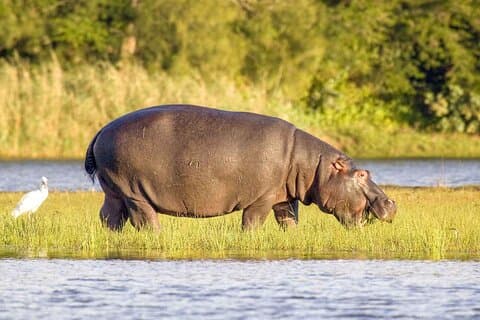 Halvdags iSimangaliso båtsafaritur till Richards Bay
