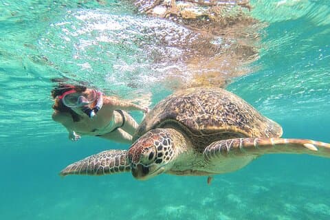 Tour nach Tulum und Cenote-Schwimmen mit Schildkröten von Tulum aus
