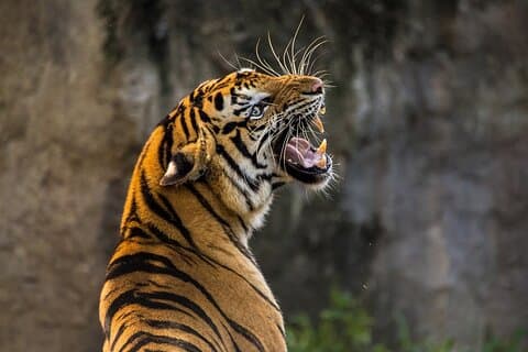 Panna Tiger Reserve Buffer Zone Safari