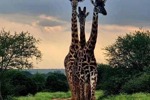 Giraffe Centre, Karen Blixen Museum e tour della fabbrica di perline