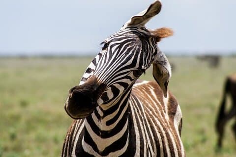 3 - Day Safari : Mikumi, Udzungwa NP & Maasai Boma (SGR till Morogoro)