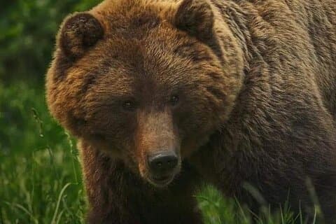Bears Sanctuary Inträdesbiljett med Guide & Transfer från Brasov