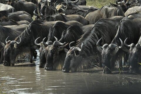 3 Days Boating Lake victoria,Saanane Island Hiking and Serengeti