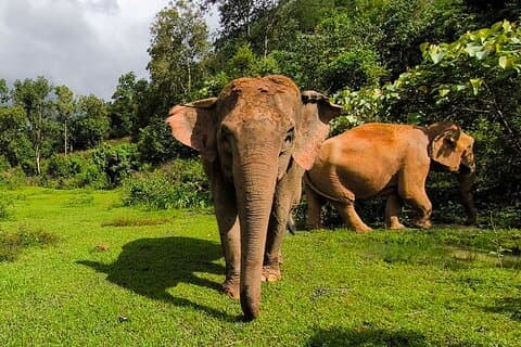 Chiang Mai Elephant Sanctuary Observation og Bamboo Rafting