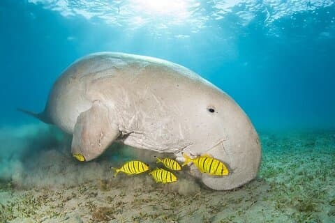 Marsa Mubarak Schnorcheln mit Dugongs und Schildkröten - Marsaalam
