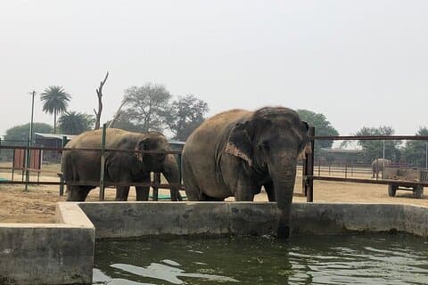 Desde Delhi: tour al Taj Mahal con conservación de elefantes