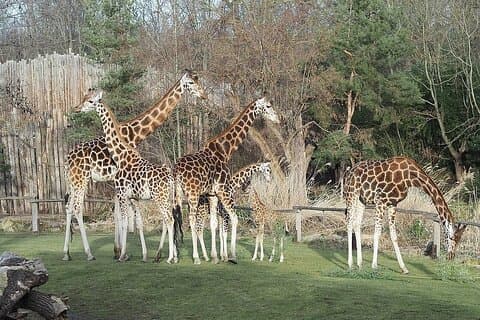 Giraffe Center, Karen Blixen, Perles et Bomas Danses culturelles